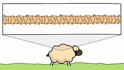 正常情況綿羊上的纖維
